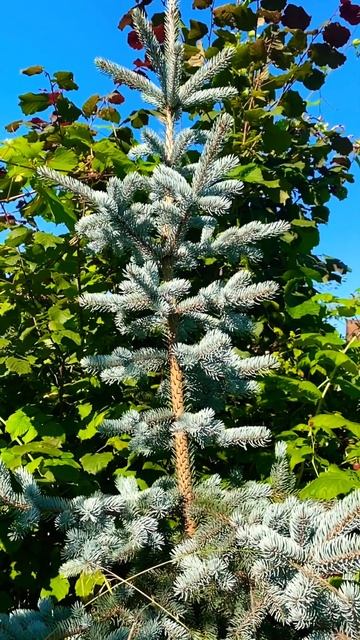 У нас на дачи ,растет синяя елка 🌲🌲🔥 #music #love #explore смотреть онлайн