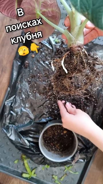 Я слегка подсушиваю грунт, чтобы достать клубни алока? смотреть онлайн