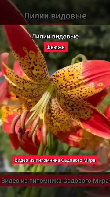 Цветение видовых лилий! Луковицы на продажу! Ссылка в ? смотреть онлайн
