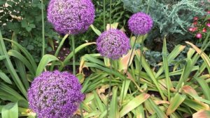 ОЧЕНЬ РЕДКИЙ СОРТ ПЛЕТИСТОЙ РОЗЫ. «Лавандовый букет» ?