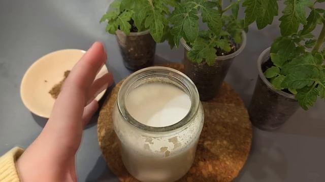 🌱 ЭТОТ СПОСОБ ВЫРАЩИВАНИЯ РАССАДЫ ДАЁТ ТОЛСТЫЕ КОРЕНАСТЫЕ СТЕБЛИ! Собираю урожай ТОННАМИ смотреть онлайн