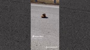 РАЗБОРКИ СУСЛИКОВ НА ДОРОГЕ