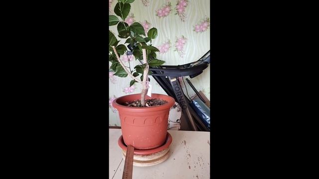 √1,2 гибискус 113