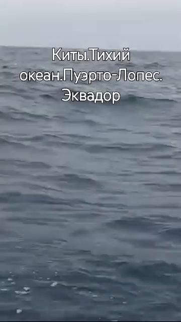 Киты.Тихий океан.Пуэрто-Лопес.Эквадор.1.08.24 смотреть онлайн