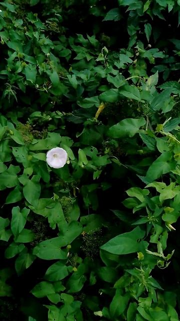 Вьюнок смотрится очень красиво, когда цветёт на обычн? смотреть онлайн