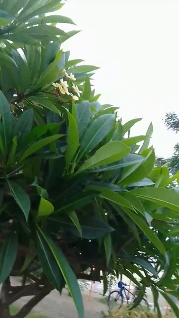 Турция, Аланья Узнала название дерева Это Плюмерия. # смотреть онлайн