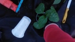 Посадка перца Толстопуз в теплице на геотекстиль