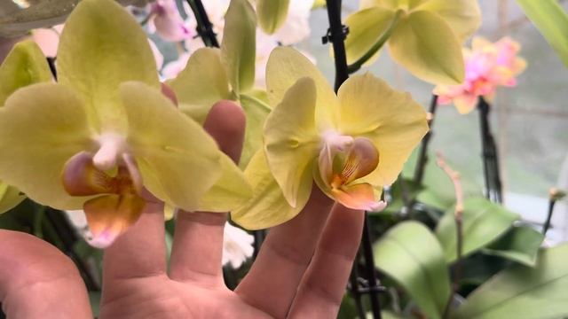 Много цветущих бабочек и пелориков🦋🦋🦋🤍 смотреть онлайн