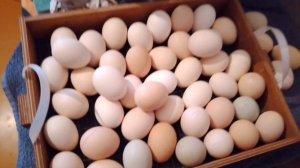 18 день инкубации. Подготовка к выводу инкубатор Блиц-48 ц.