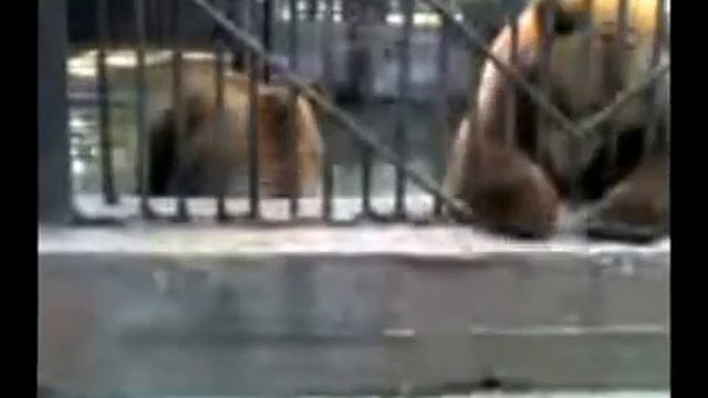 Прикол. Длинный язык у медведей смотреть онлайн