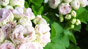 #55. ЮВ Дайнерис и ЮВ Купидон  - сорта пеларгонии