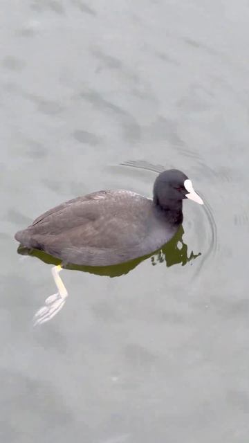Лысуха, озеро.Coot, lake. #birds #птицы #duck #птицы #дикаяприрода смотреть онлайн