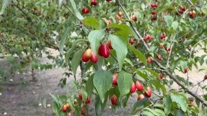 ПОЧЕМУ КИЗИЛ без УРОЖАЯ ?? ЧТО НАДО ДЕЛАТЬ!!!!