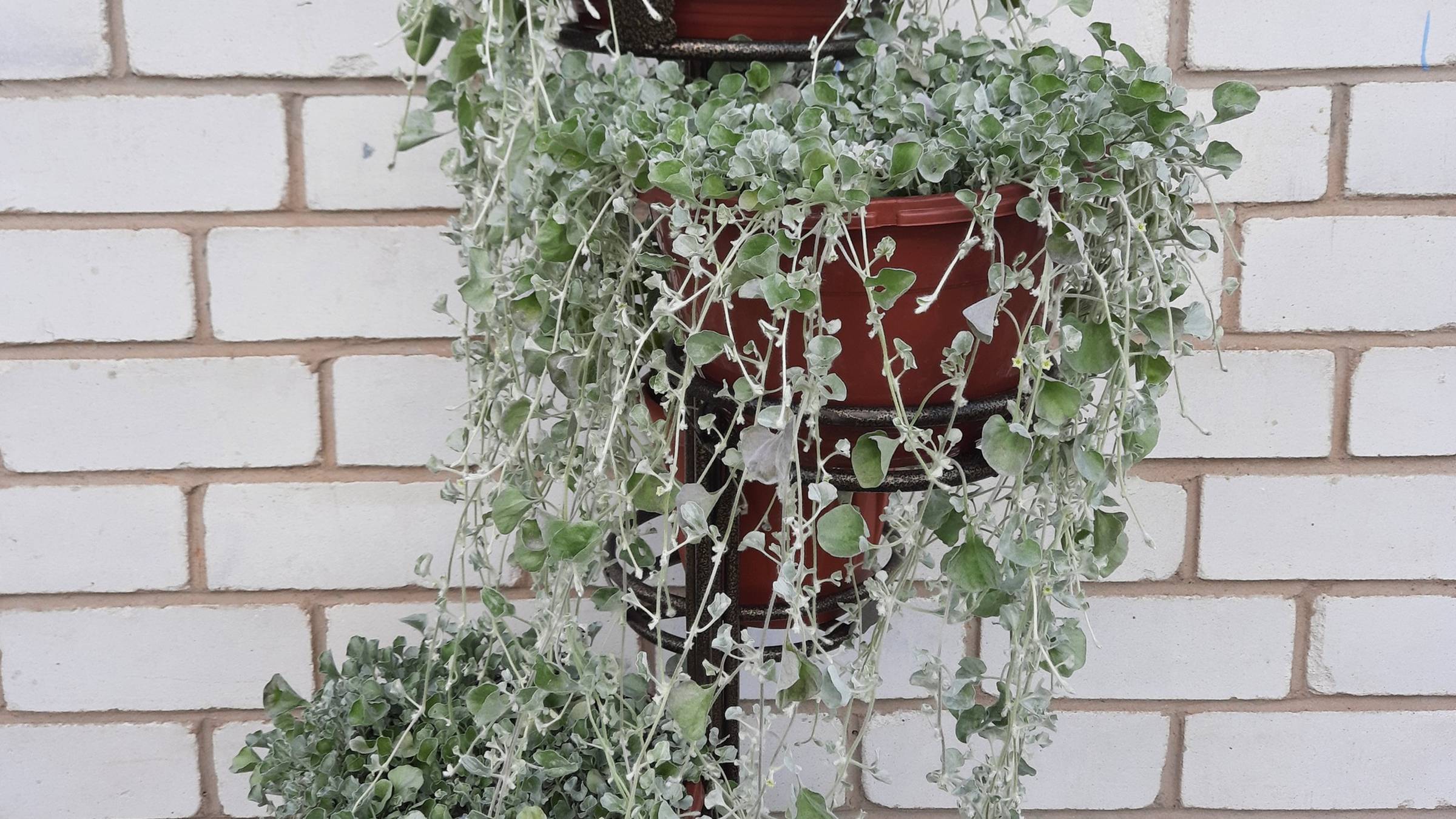 Изящный водопад дихондры: мой опыт выращивания из семян смотреть онлайн