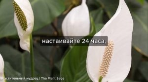 СПАТИФИЛЛУМ: УДОБРЕНИЕ 🌿 ТОП 7 ПОДКОРМОК + УНИКАЛЬНЫЙ