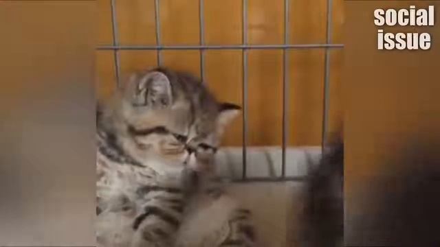 Милые котики и собачки нереальные приколы очень смешное видео смотреть онлайн