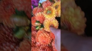 ГЕОРГИНЫ (срезочные сорта) 8.08.24