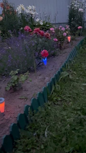 Ночные цветы и фонари. #дачасадогород#цветы#фонарики#н смотреть онлайн