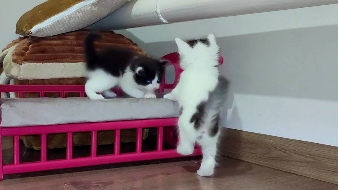 Два маленьких котенка такие милые, что всегда хочется наблюдать, как они играют. смотреть онлайн