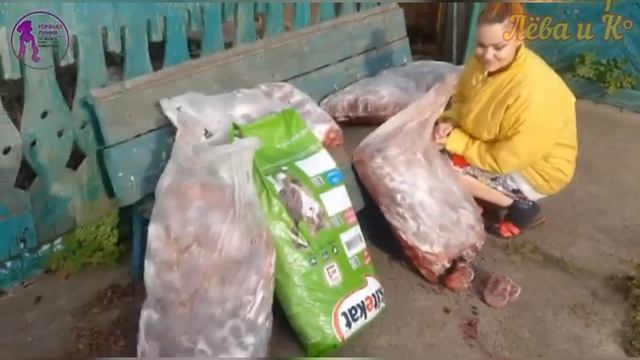 4.10 - Всемирный День Животных. смотреть онлайн