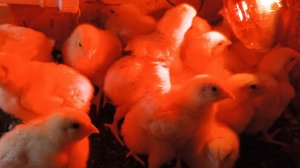 Вечернее  кормление индюшат ,гусят,кур и бройлеров 11-05-2025