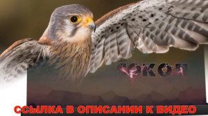 Как можно зарабатывать деньги детям 10 лет в интернете