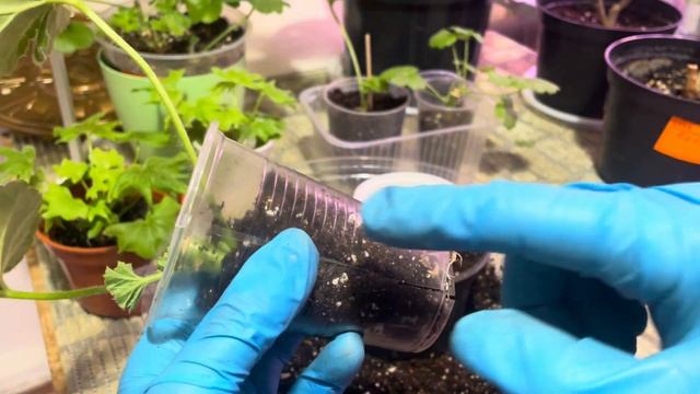 Полезные совет - Пересадка черенков Пеларгоний!🪴