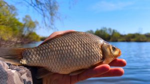 ЭТА НАСАДКА СДЕЛАЛА РЫБАЛКУ!! Ловля карася в мае на поплавок