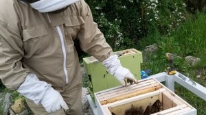 Пересадка роя из ловушки в улей