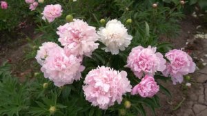 Мистер Эд -  Mr. Ed - Klehm, 1980