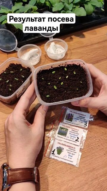 Всходы лаванды. Секрет успешных всходов лаванды. Посе? смотреть онлайн