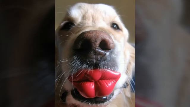 Чики чики! Chicki-chicki !Бананчикичики! Покемончикичики !! Айфончикичик5!Байбайкамэ!!н! смотреть онлайн