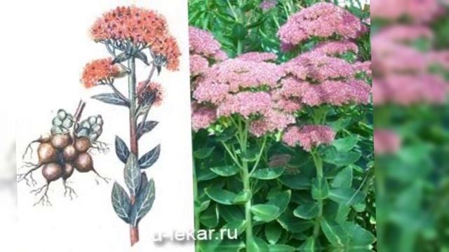 Заячья капуста (очиток пурпурный) смотреть онлайн
