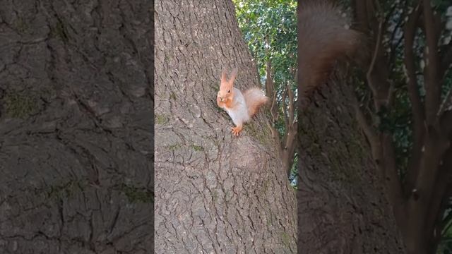 Белочку кормят с рук смотреть онлайн