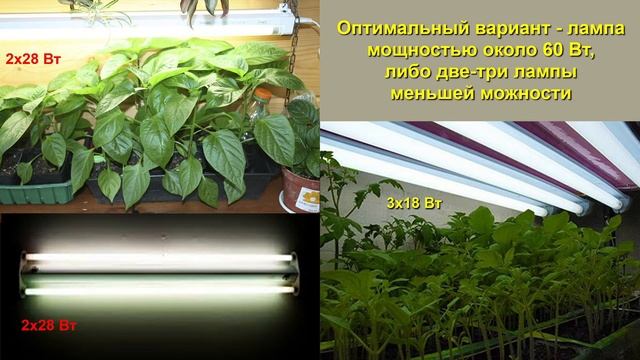 Свет главное условие крепкой рассады смотреть онлайн