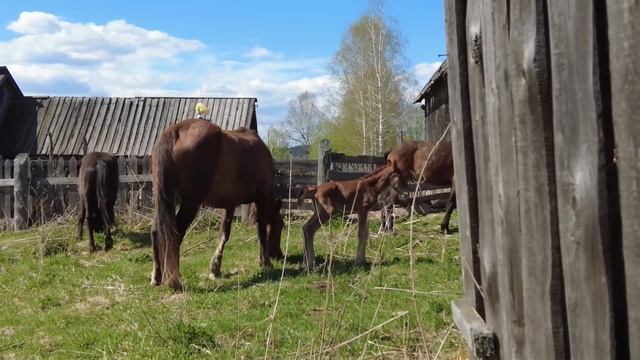 Разбираю забор у соседа, строим забор себе! Жизнь в деревне после переезда. смотреть онлайн