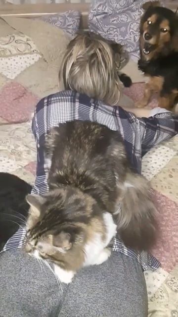 Коты и собаки занимают лучшие места. смотреть онлайн