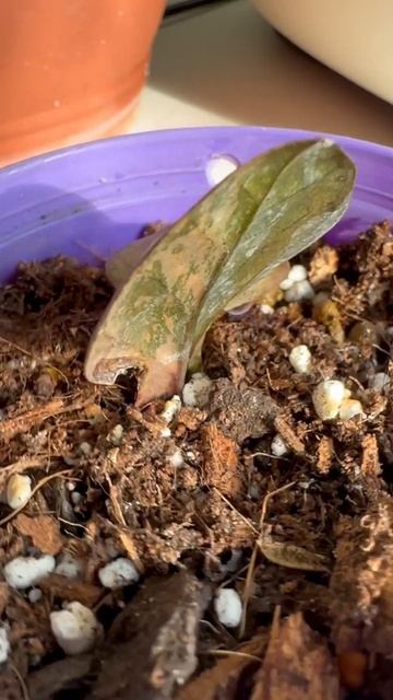 Замиокулькас блэкоранж #variegatedplants #zamioculcas #blackorange #blackpink смотреть онлайн