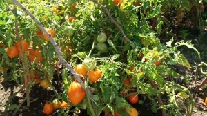 Мармелад Оранжевый - Урожайный Сорт Помидор #помидоры
