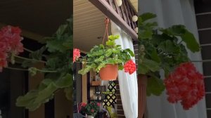 Пеларгония ЮВ-Феникс