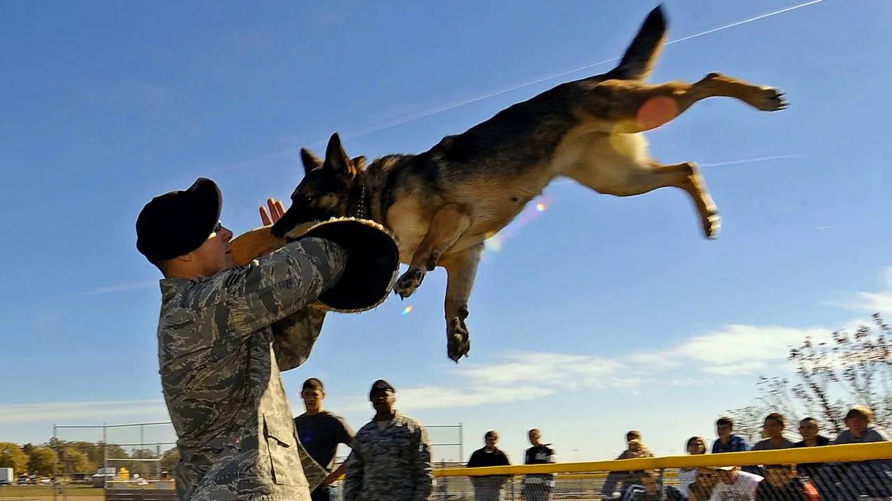 Собаки полицейские! Лучшие породы собак для службы в полиции смотреть онлайн