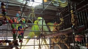 КАК приучить #морскую_свинку к ТУАЛЕТУ ? НУЖНА ли #морс?