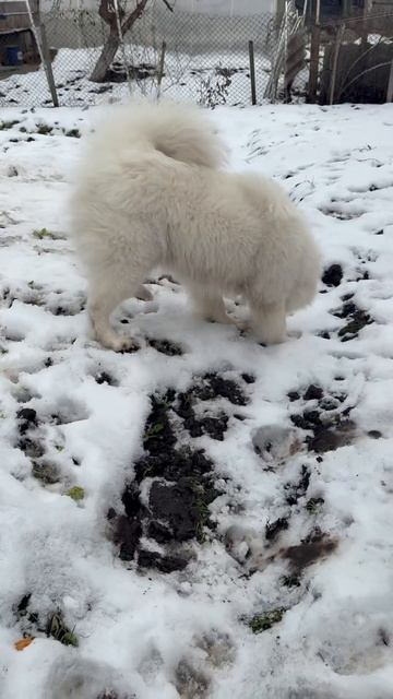 Самоед инспектирует огород #собака #samoyed #dogsofinstagram смотреть онлайн