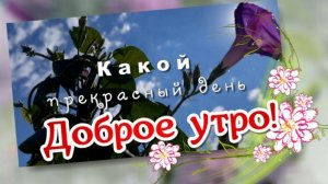 Доброе утро. Какой прекрасный день настал, позитивная песня с добрым утром
