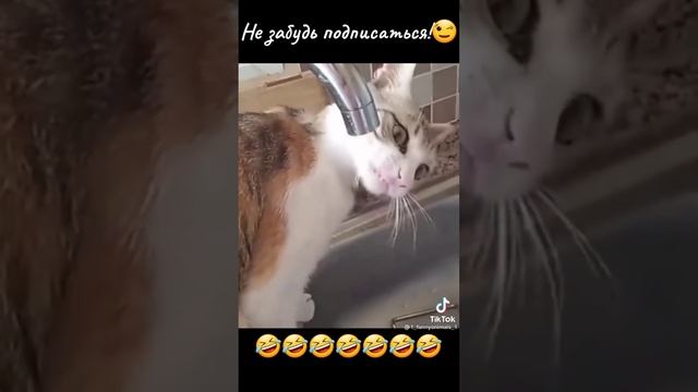 Приколы с животными с тик тока #shorts смотреть онлайн