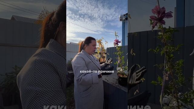 ГРУППЫ ОБРЕЗКИ КЛЕМАТИСОВ | готовим клематисы к зиме смотреть онлайн