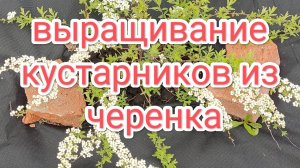 Выращивание кустарников из черенка