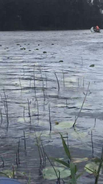 Ленобласть. Хвойное. 07.07.2024. 12-00. Штормовой ветер перево смотреть онлайн