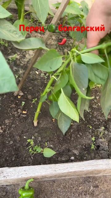 Когда мама сказала собрать перец 🫑 #болгарскийперец#? смотреть онлайн