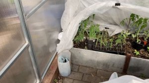 Как утеплить томаты в теплице в холодную погоду.